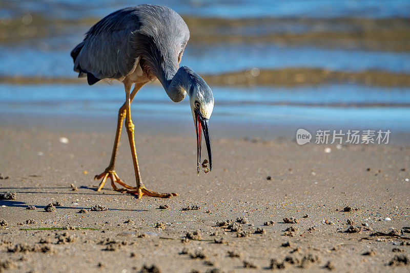 蓝鹭(Ardea herodias)